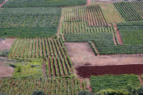 Hırvatistan 'ın Korcula adasındaki Cara köyünün üzüm bağları
