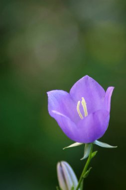 Campanula persicifolia, Hırvatistan 'ın Zagreb kentinde çiçek açan Campanulaceae familyasından bir bitki türüdür.