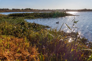 Bereketli su bitkilerinin, ışıldayan suların ve berrak gökyüzünün altındaki uzak ağaçların olduğu sakin bir sulak arazi.