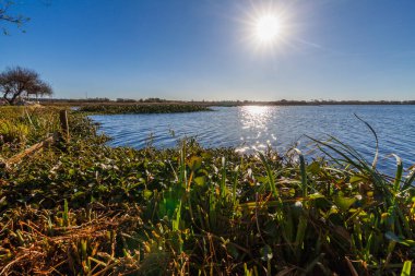 Bereketli su bitkilerinin, ışıldayan suların ve berrak gökyüzünün altındaki uzak ağaçların olduğu sakin bir sulak arazi.