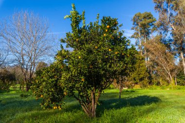 Olgun meyvelerle dolu bir portakal ağacı çimenli bir tarlada durur parlak mavi bir gökyüzünün altında, diğer ağaçlarla çevrili.