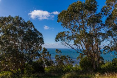 Ağaçlar okyanusun uzak bir görüntüsünü oluşturur mavi gökyüzünün altında dağınık bulutlarla.