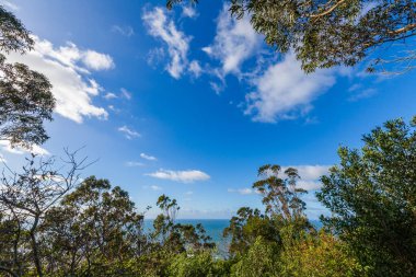 Ağaçlar okyanusun uzak bir görüntüsünü oluşturur mavi gökyüzünün altında dağınık bulutlarla.