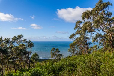 Ağaçlar okyanusun uzak bir görüntüsünü oluşturur mavi gökyüzünün altında dağınık bulutlarla.