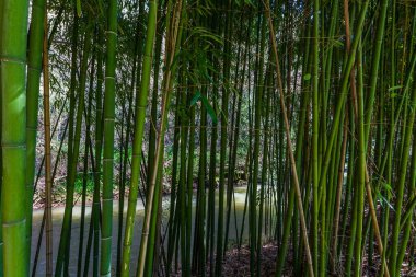 Yoğun bir bambu ormanı akmakta olan bir nehri çevreleyerek uzun, yeşil sapları ve sakin doğal manzarayı gözler önüne serer..