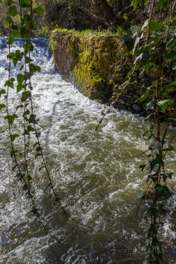 Şelale gibi akan su, yemyeşil sarmaşıklar ve ağaçlar tarafından çerçevelenmiş yosun kaplı bir barajın üzerinden akar ve doğada huzur verici bir manzara yaratır..