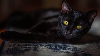Çarpıcı sarı gözleri olan siyah bir kedi dokulu bir yüzeyde uzanmış, loş bir şekilde izleyiciye bakıyor..
