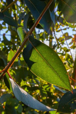Güneş ışığı, okaliptüs ağacının canlı yeşil yapraklarını aydınlatır. Benzersiz şekillerini ve arkaplandaki bulanık yapraklara karşı damarlarını vurgular.