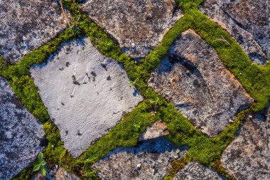 A close-up shot of weathered stone pavement tiles, with vibrant green moss growing thickly in the gaps, creating a textural contrast and a sense of age and natural integration clipart