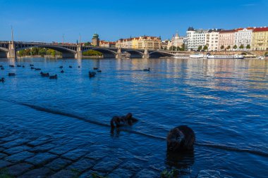 Geniş bir nehir manzarası. Köprüler, botlar ve ördekler yüzüyor. Renkli binalar açık mavi bir gökyüzünün altında rıhtımı kaplıyor..