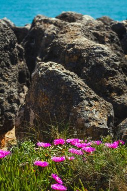 Kayalık bir sahil arazisinde yemyeşil yemyeşil yeşeren canlı pembe çiçeklerden oluşan yakın plan, arka planda büyük yıpranmış taşlar ve parlak bir gökyüzünün altında görünen mavi okyanus.