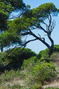 Yoğun yeşil yapraklı uzun, bükülmüş bir ağaç açık mavi gökyüzüne karşı duruyor, çalılar ve doğal bitki örtüsüyle çevrili, barışçıl ve doğal bir açık hava manzarası yaratıyor.