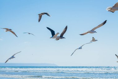 Suyun kenarında büyük bir martı sürüsünün toplandığı canlı bir sahil manzarası. Bazıları sığ dalgaların üzerinde dururken diğerleri uçuyor, kanatları dalgaların arka planına doğru açılıp yayılıyor..
