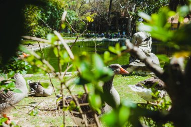 Çimlerin üzerinde küçük bir göletin yanında yürüyen birkaç kazın olduğu sakin bir park sahnesi. Gölet sakin yeşil suya sahiptir ve büyük, yıpranmış bir heykel oturarak suyun kenarını süsler ve ayara klasik bir dokunuş ekler.