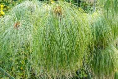parkta yeşil çim doku