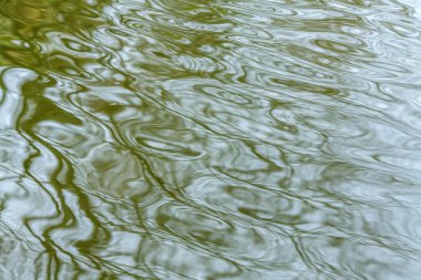 reflection of trees on the water clipart