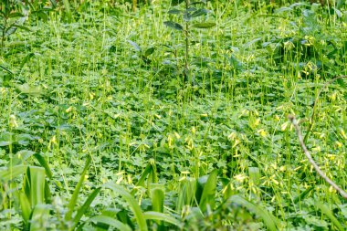 Parktaki çimen dokusu