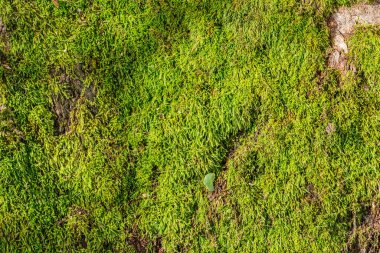 yosun kaplı ağaç kabuğu