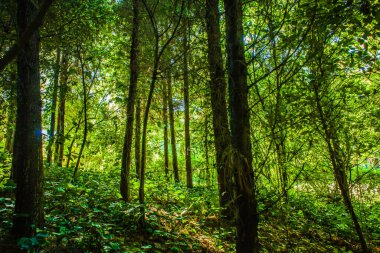 yaz aylarında ormanda