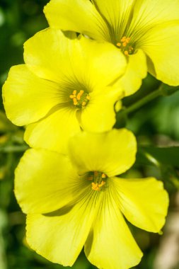 büyük çiçekli akşam çuha çiçeği çiçekleri