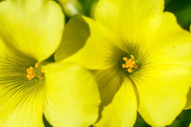 büyük çiçekli akşam çuha çiçeği çiçekleri