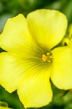 büyük çiçekli akşam çuha çiçeği çiçekleri