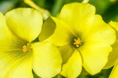 büyük çiçekli akşam çuha çiçeği çiçekleri