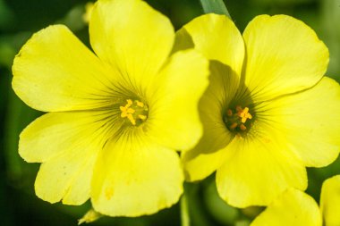 büyük çiçekli akşam çuha çiçeği çiçekleri
