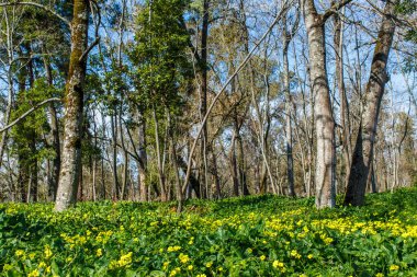 Orman baharda arge çiçekli akşam çuha çiçeği dolu
