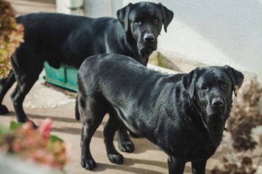 Bir avluda iki siyah labrador