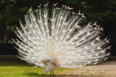 yerde beyaz bir tavuskuşu