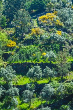Çitleri olan terk edilmiş bir bahçe.