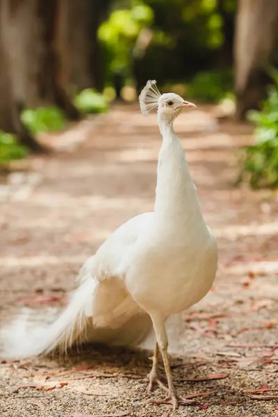 yerde beyaz bir tavuskuşu