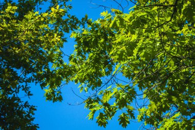 Ağaçların dallarının altında güzel bir manzara