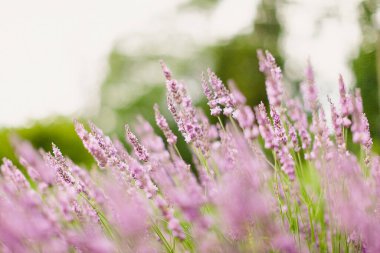  akşam lavanda alanı