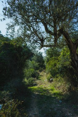 Buracas do Casmilo, Portekiz 'de doğal bir oluşum, kayalık bir yamaçta büyük mağaralar var. Bu mağaralar yemyeşil yapraklar ve zeytin ağaçlarının arasından geçen toprak bir patika ile bereketli bir araziye kurulmuştur. Işıklandırma şu şekilleri vurgular: 