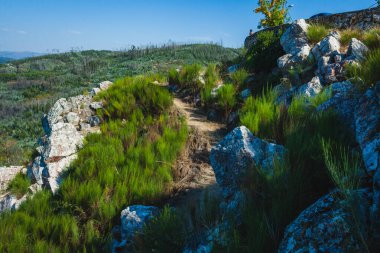Sahne, hasat mevsiminde üzümlerin toplanmaya hazır olduğu bir üzüm bağının özünü yakalıyor..
