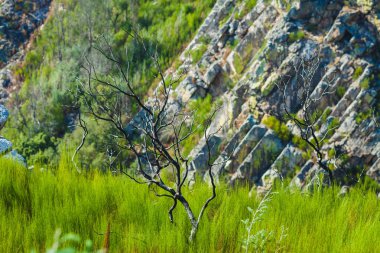 Sahne, hasat mevsiminde üzümlerin toplanmaya hazır olduğu bir üzüm bağının özünü yakalıyor..