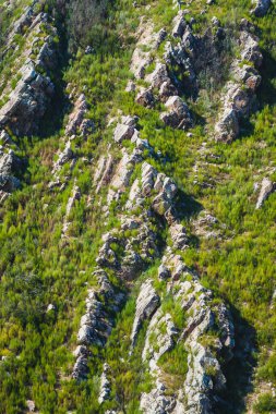 Sahne, hasat mevsiminde üzümlerin toplanmaya hazır olduğu bir üzüm bağının özünü yakalıyor..