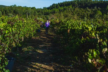 Hasatçılar bağın her tarafına dağılmış durumda, ön planda maske takan bir kişi hasat sırasında sağlık güvenliğinin mevcut bağlamını vurguluyor. Batan güneş, yerde uzun gölgeler bırakır. Sahneyi ısıtır.