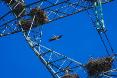 A large power line structure covered with multiple stork nests, each occupied by storks resting or standing, set against a clear blue sky, illustrating a unique blend of nature and industrialization clipart