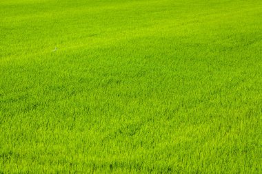 Geniş, canlı yeşil bir alan yoğun çimen veya ekinlerle kaplı, çerçeveye yayılmış, belli belirsiz lastik izleri ile, minimalist ve huzurlu bir manzara yaratıyor.