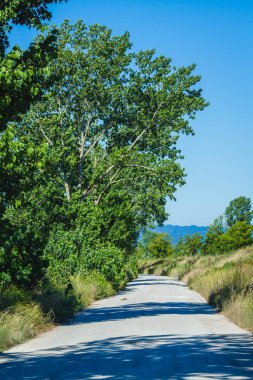 Uzun otlar ve sarkık ağaçlarla kaplı dar bir kırsal yol, yol boyunca uzanan gölgeler, berrak mavi gökyüzünün altında, huzurlu bir kırsal manzara sunuyor.