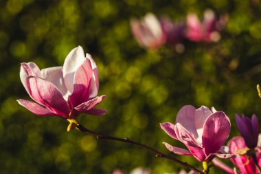 Manolya tomurcukları ve parktaki çiçekler çok güzel görünüyor.