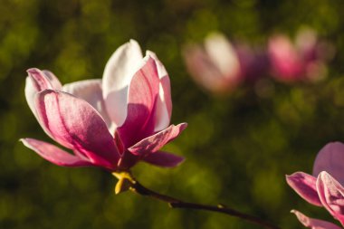 Manolya tomurcukları ve parktaki çiçekler çok güzel görünüyor.