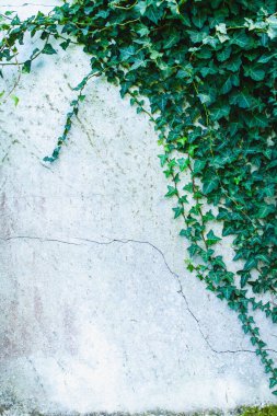 Sarmaşıkla kaplı beyaz bir duvar.