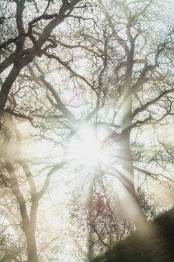 Sisli bir sabahta ağaçların arasında ışıklar eski bir ortaçağ Portekiz kalesinde.