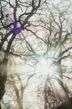 Sisli bir sabahta ağaçların arasında ışıklar eski bir ortaçağ Portekiz kalesinde.