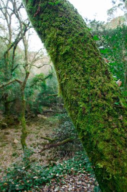 Yosun kaplı kayalarla kaplanmış gür ve huzurlu bir orman yolu ve kalın yeşil yapraklarla çevrili. İzler kayalık, çeşitli boyutlarda taşlar yere saçılmış, engebeli, doğal bir güzellik hissi katıyor.