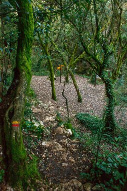 Yosun kaplı kayalarla kaplanmış gür ve huzurlu bir orman yolu ve kalın yeşil yapraklarla çevrili. İzler kayalık, çeşitli boyutlarda taşlar yere saçılmış, engebeli, doğal bir güzellik hissi katıyor.